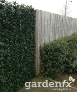 Evergreen-Artificial-Hedge