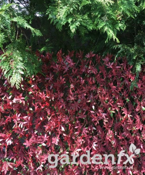 Red-Acer-Artificial-Hedge-on-Willow-Trellis