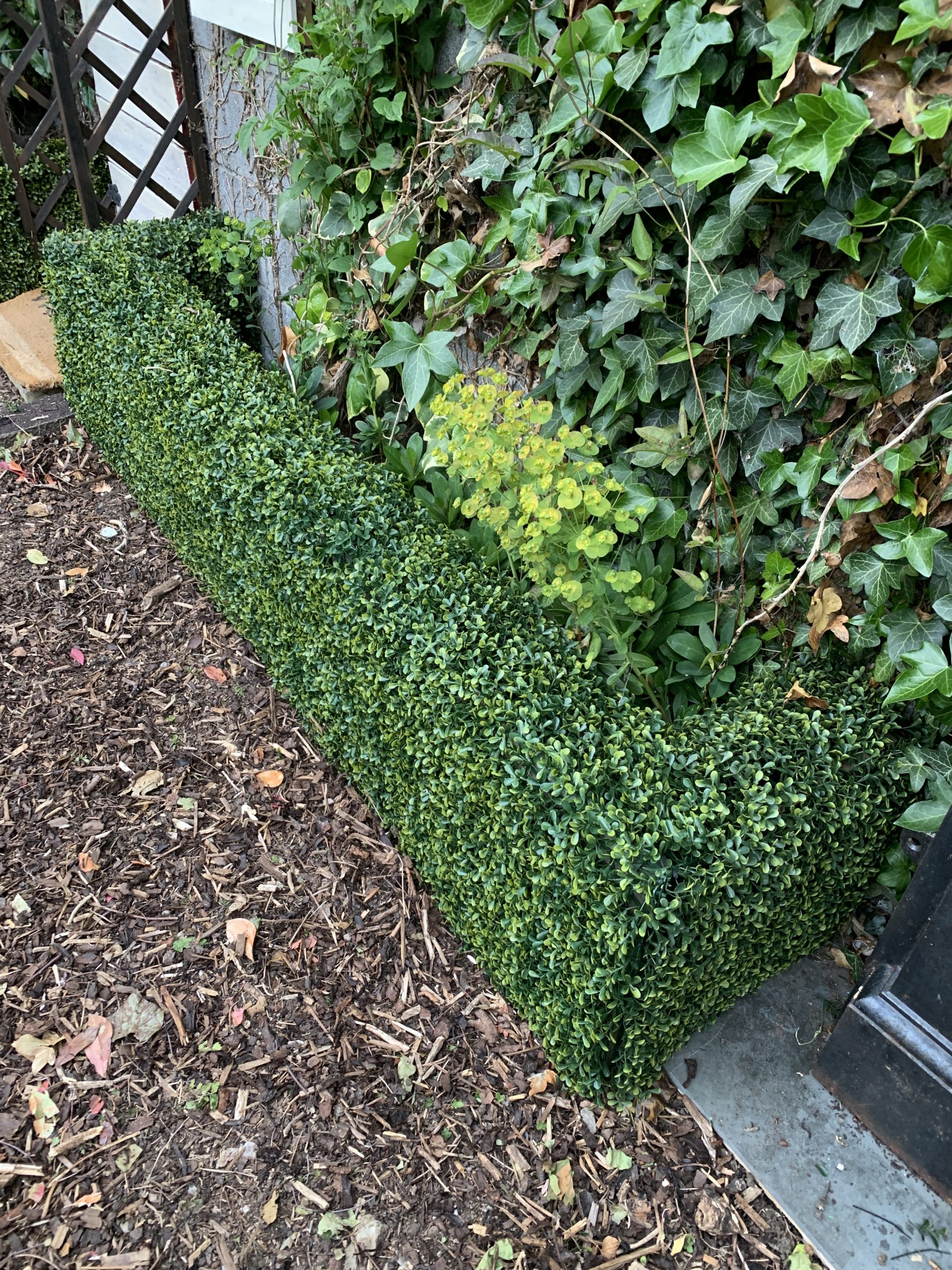 Box Hedging in garden