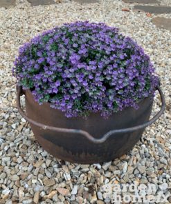 Artificial Hedge Ball Purple