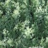Artificial Hedge Conifer
